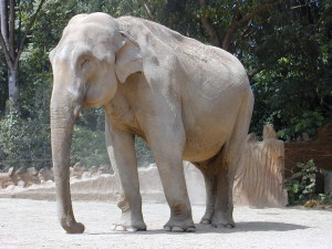 słoń indyjski
