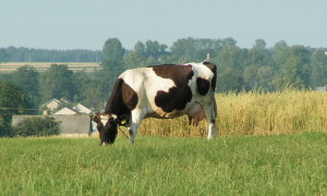 krowa 